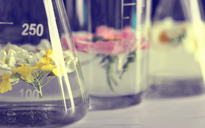 Plantes à parfum, aromatiques et médicinales (PPAM) : comment elles sont devenues une force en Biovallée