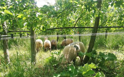 Arboriculture et transition : des moutons comme solution !